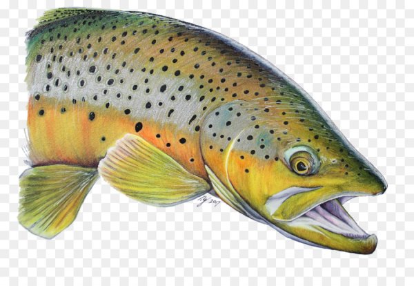 Форель без фона