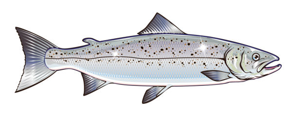 Форель вектор