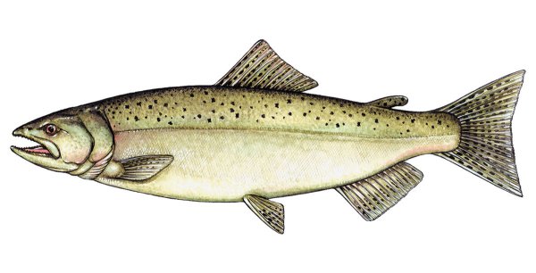 Лосось Чинук