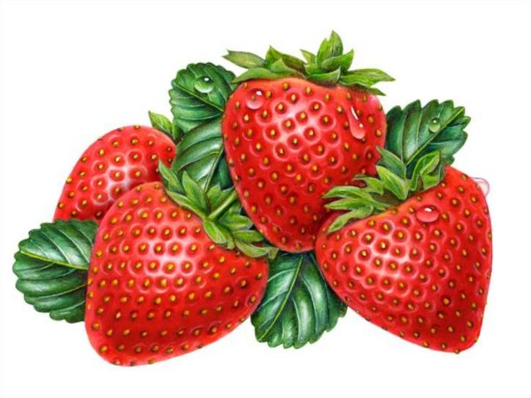 Ягоды рисунок