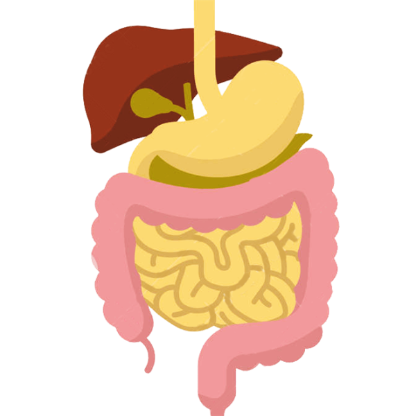 Анатомия для детей пищеварение