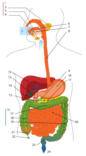 Желудочно-кишечный тракт человека схема