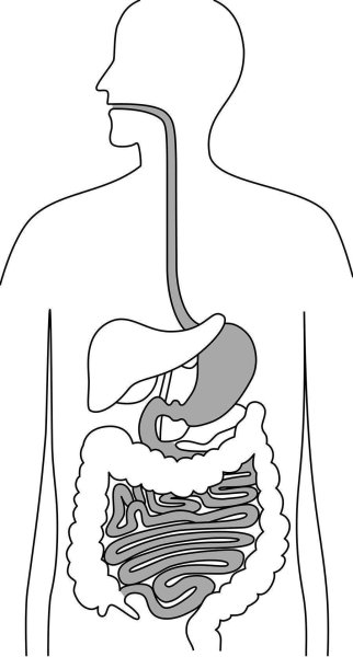 Пищеварительный тракт анатомия
