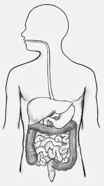 Пищеварительная система человека раскраска для детей