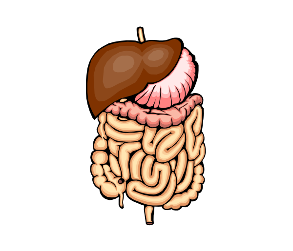 Желудок и кишечник мультяшный