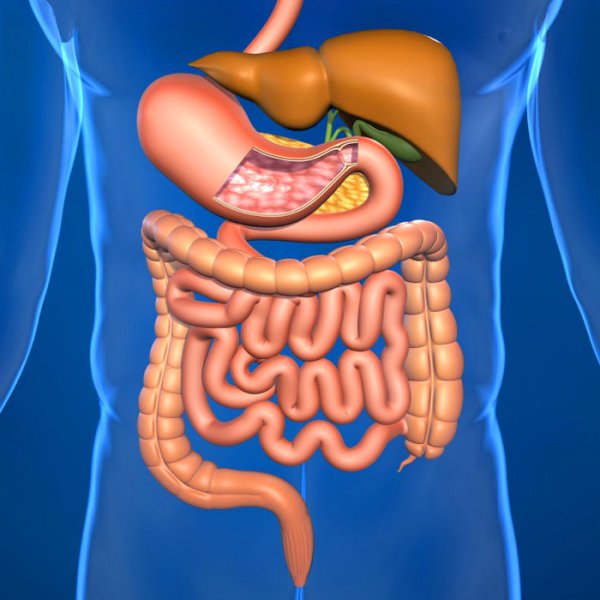 Желудочно кишечный тракт