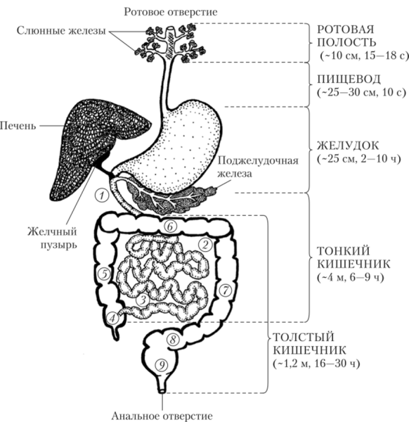 Строение ЖКТ человека схема