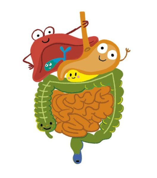 Пищеварение для детей