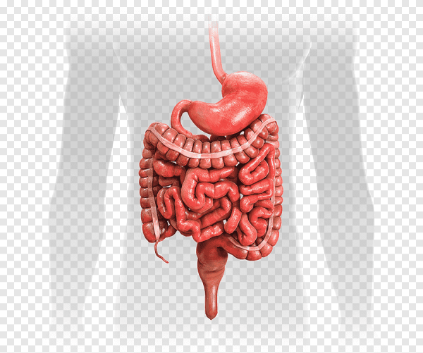 ЖКТ желудочно-кишечный тракт