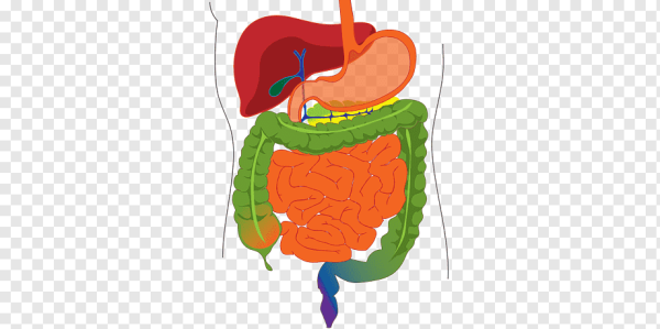Пищеварительная система без фона