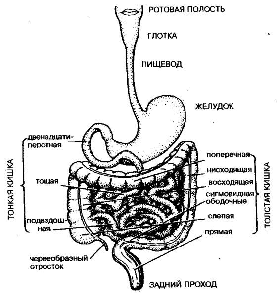 Схема органы железы пищеварительной системы