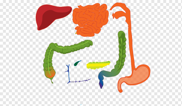 Пищеварение картинки для детей