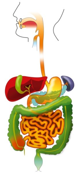 Путешествие по пищеварительной системе