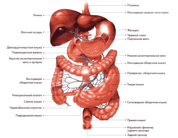 Анатомия человека органы желудочно кишечный тракт