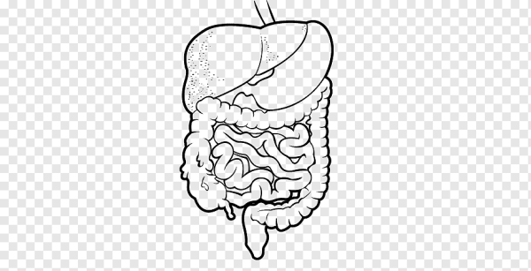 Пищеварительная система раскраска