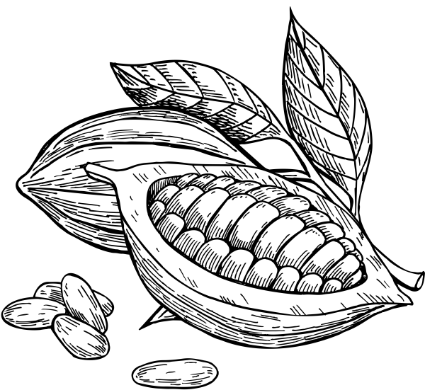 Какао Бобы гравюра