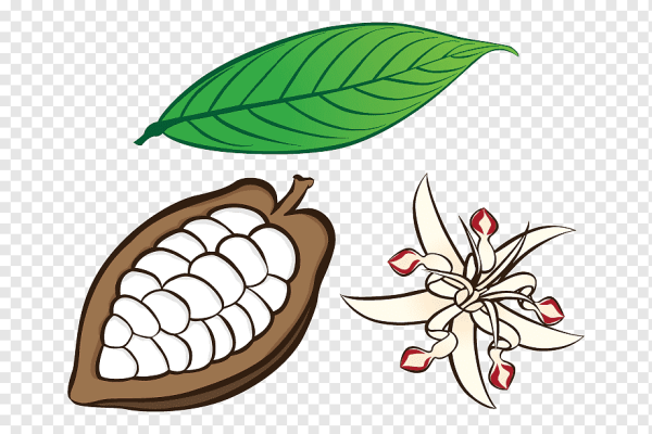 Какао Бобы рисунок