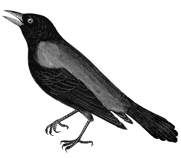 Картинка ворона для детей на белом фоне