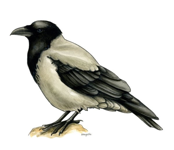 Ворона картинка для детей