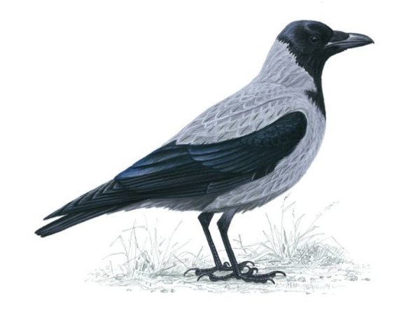 Дети ворона