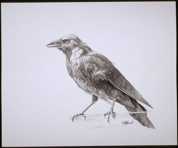 Ворона карандашом