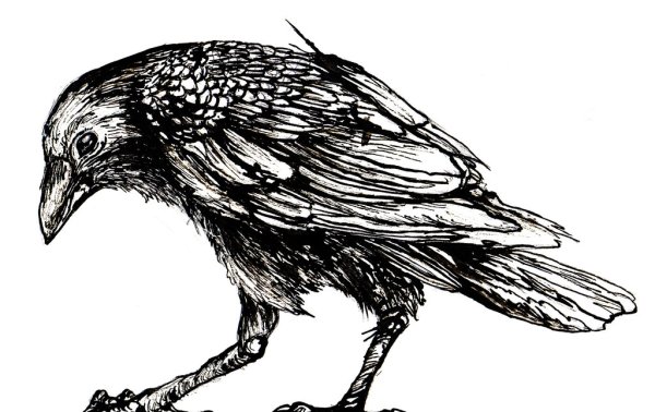 Ворон рисунок