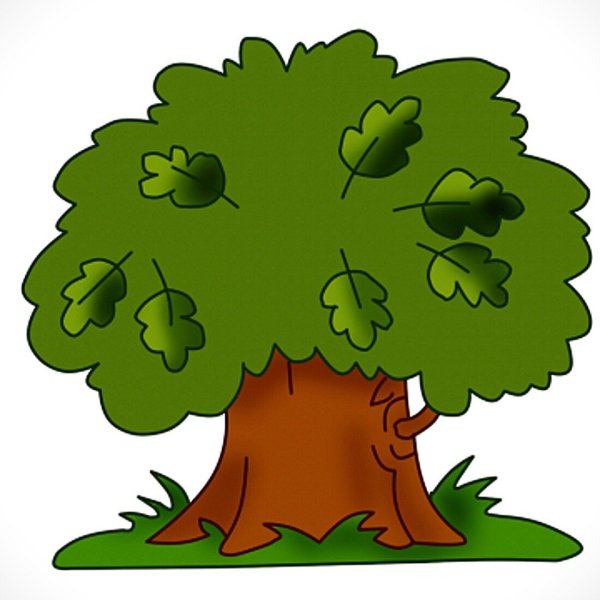 Нарисовать дуб