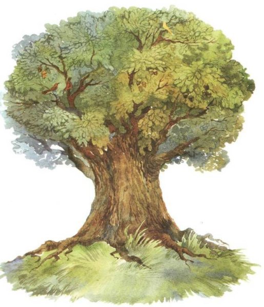 Изображение дуба