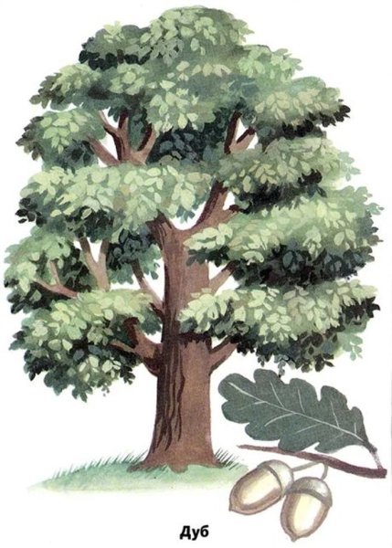 Дуб для детей