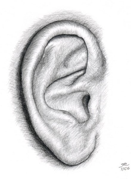 Набросок уха