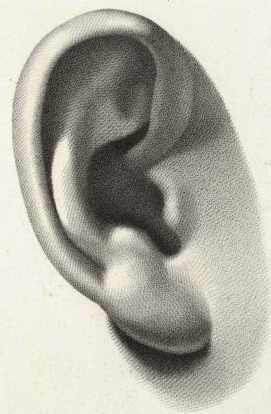 Ухо рисовать