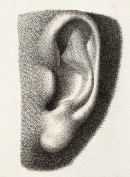 Рисунок уха
