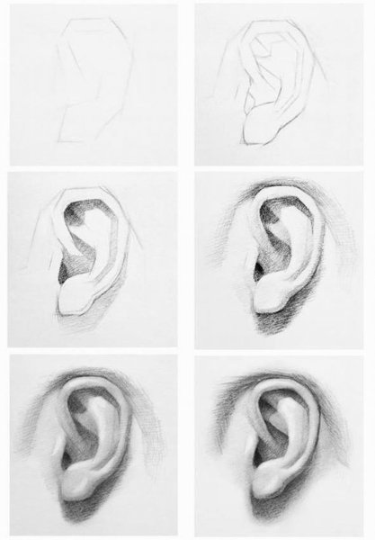 Ухо рисунок