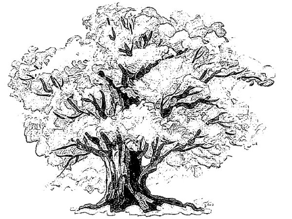 Дерево дуб раскраска