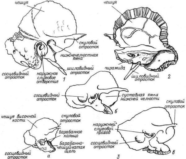 Височная кость анатомия строение