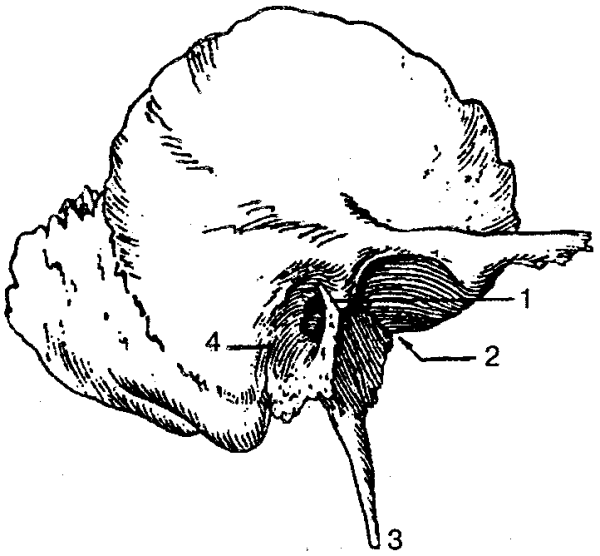 Височная кость каменисто барабанная щель