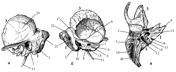 Височная кость левая анатомия