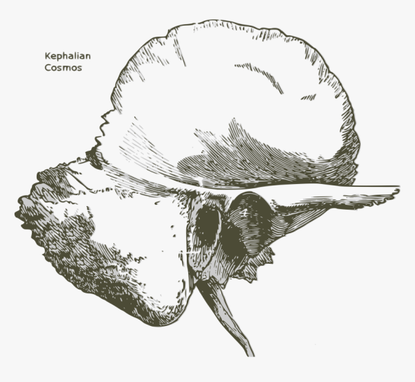 Височная кость Гайворонский