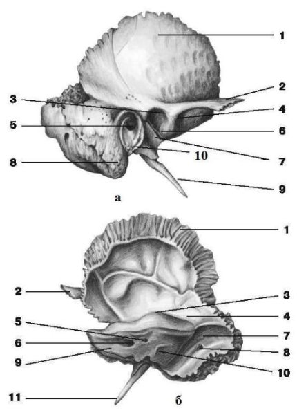 Височная кость анатомия строение