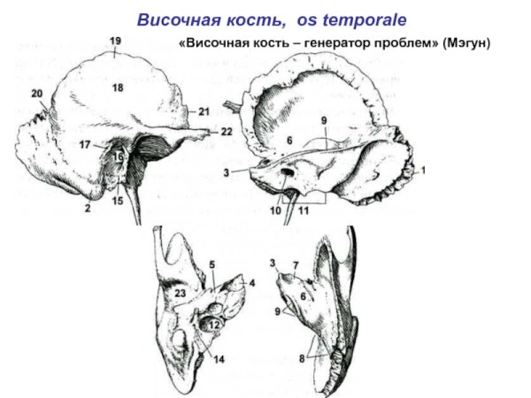 Височная кость черепа анатомия