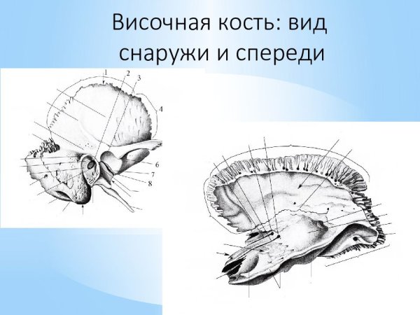 Височная кость вид снаружи и изнутри