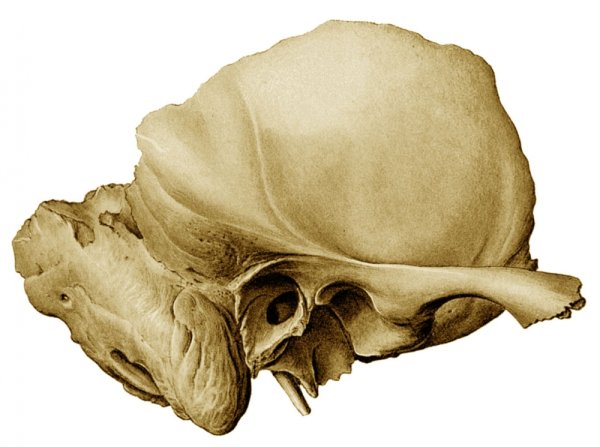 Височная кость Синельников