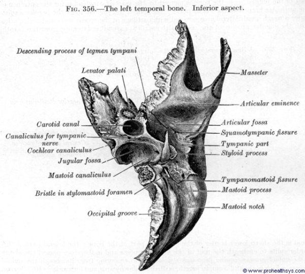 Височная кость Fossa jugularis