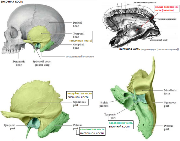 Пирамида (каменистая часть) височной кости