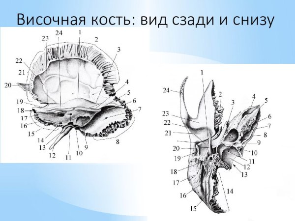 Височная кость вид снизу