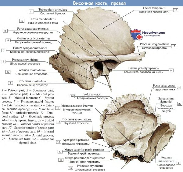 Височная кость анатомия в основании черепа
