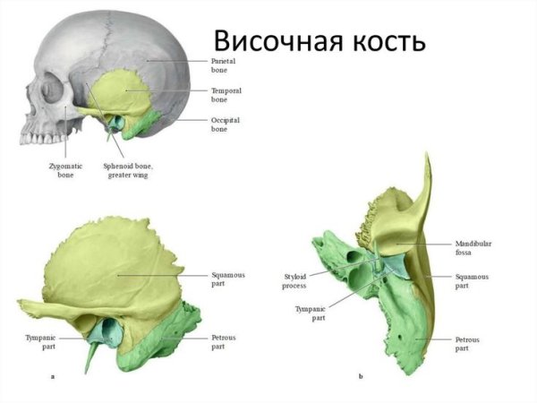 Пирамида височной кости каменистая часть анатомия