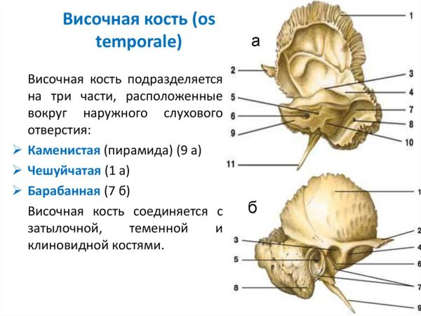 Сошная кость анатомия строение
