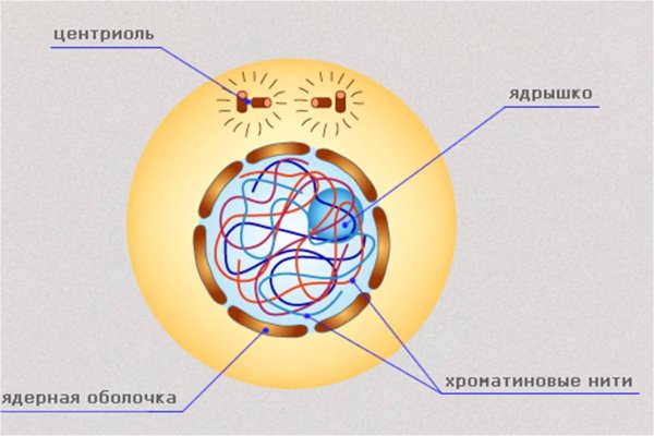 Интерфаза митоза