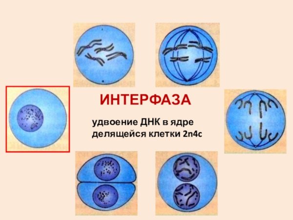 Схема деления клетки с интерфазой